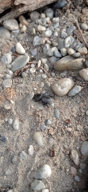 Dorcus parallelipipedus - kis szarvasbogár