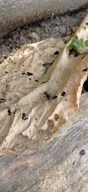 Camponotus vagus - fekete lóhangya