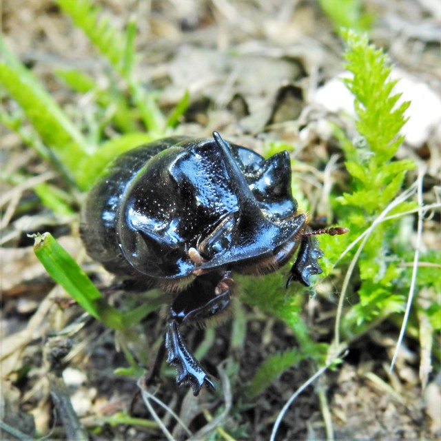 Copris lunaris - közönséges holdszarvú-ganéjtúró