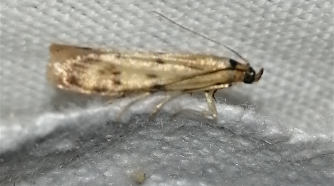 Homoeosoma sinuella - agyagsárga karcsúmoly