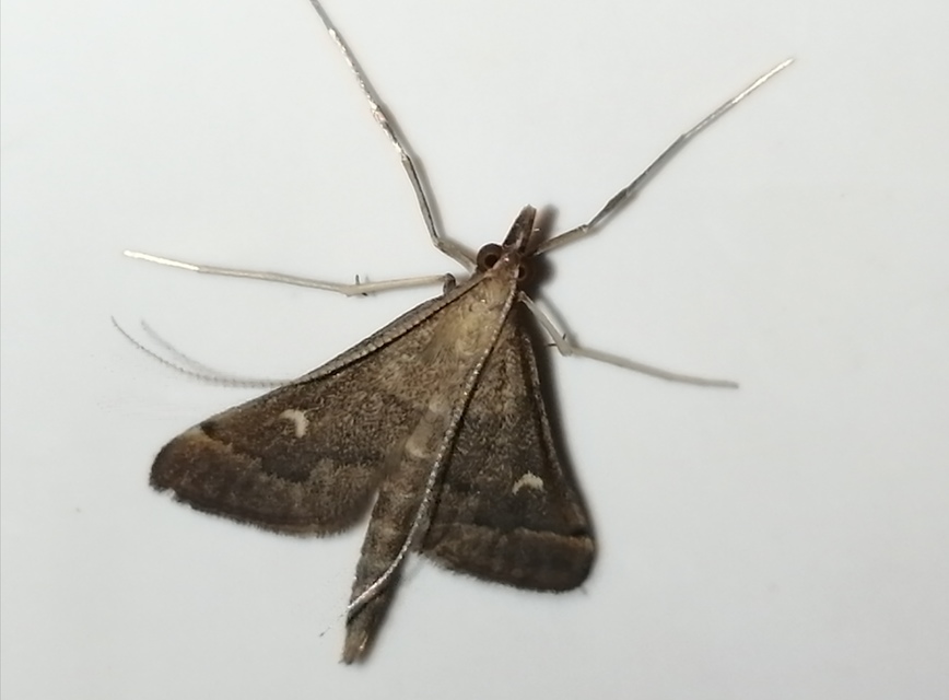 Dolicharthria punctalis - hosszúlábú tűzmoly