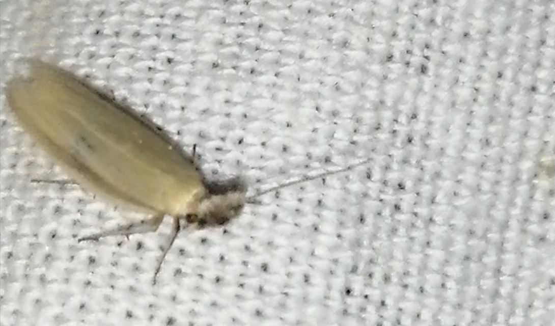 Pleurota