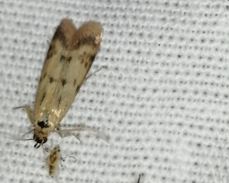 Homoeosoma sinuella - agyagsárga karcsúmoly