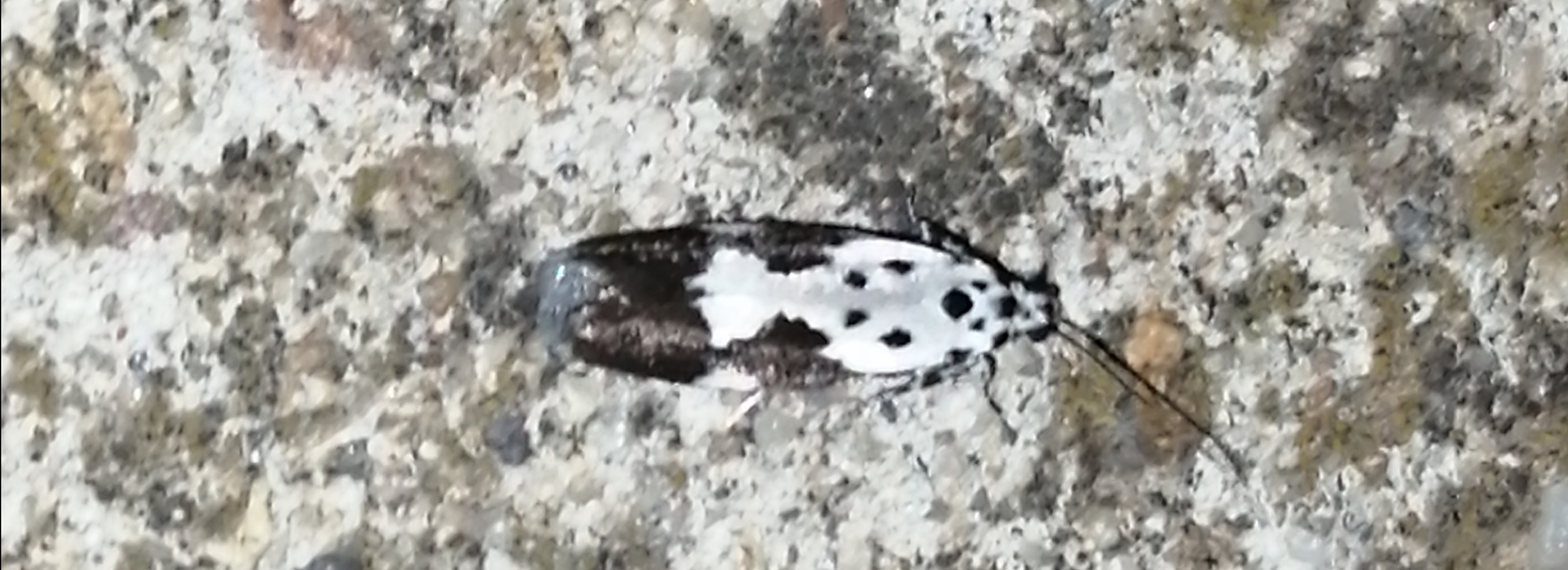Ethmia quadrillella - gyászos feketemoly