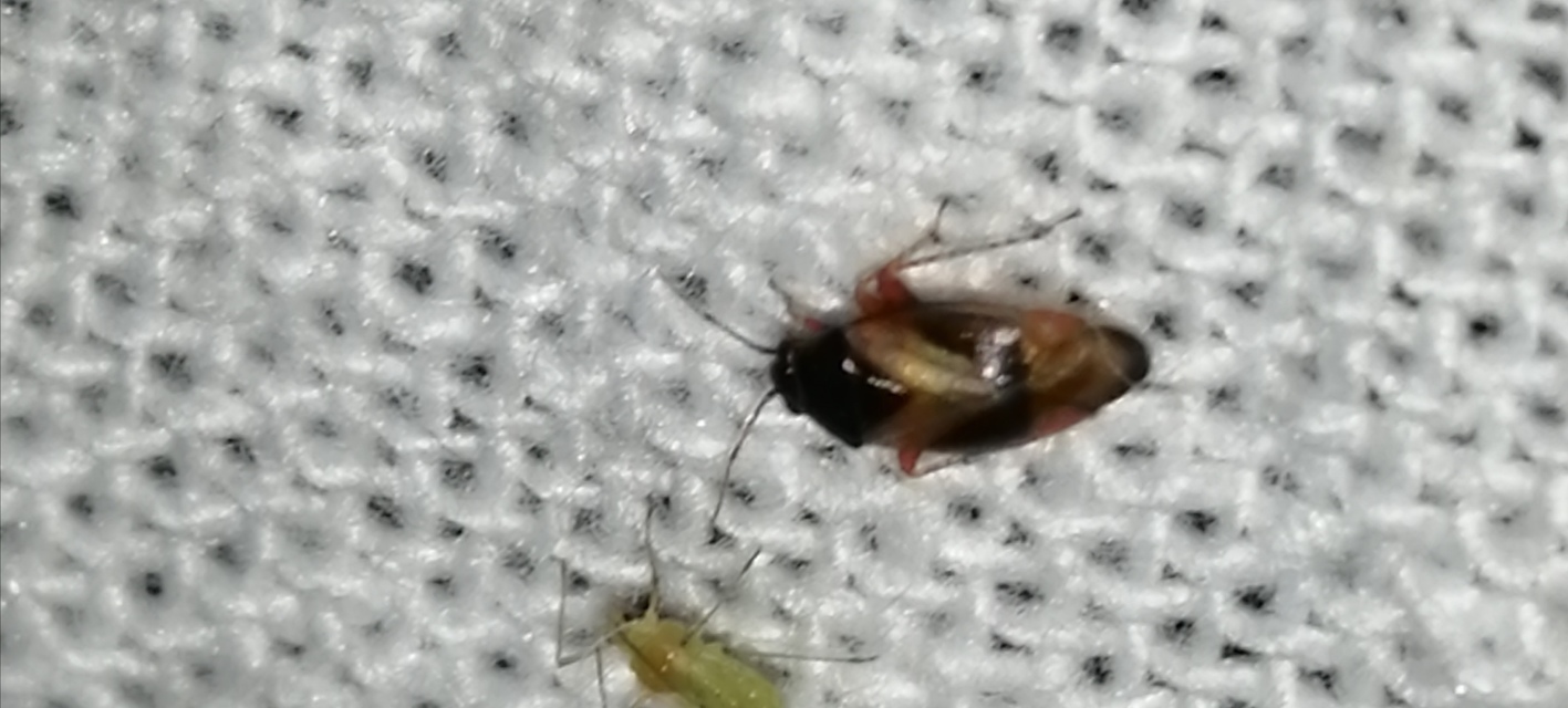 Salicarus roseri
