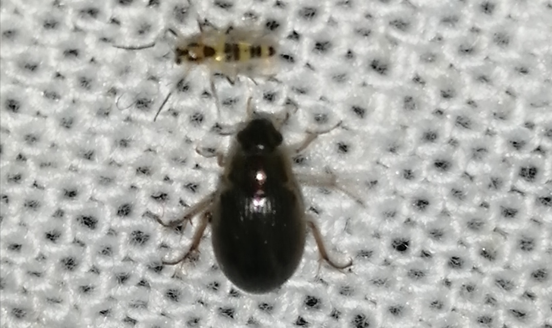 Berosus Berosus