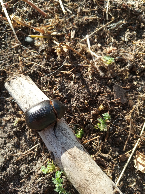 Pentodon idiota - butabogár