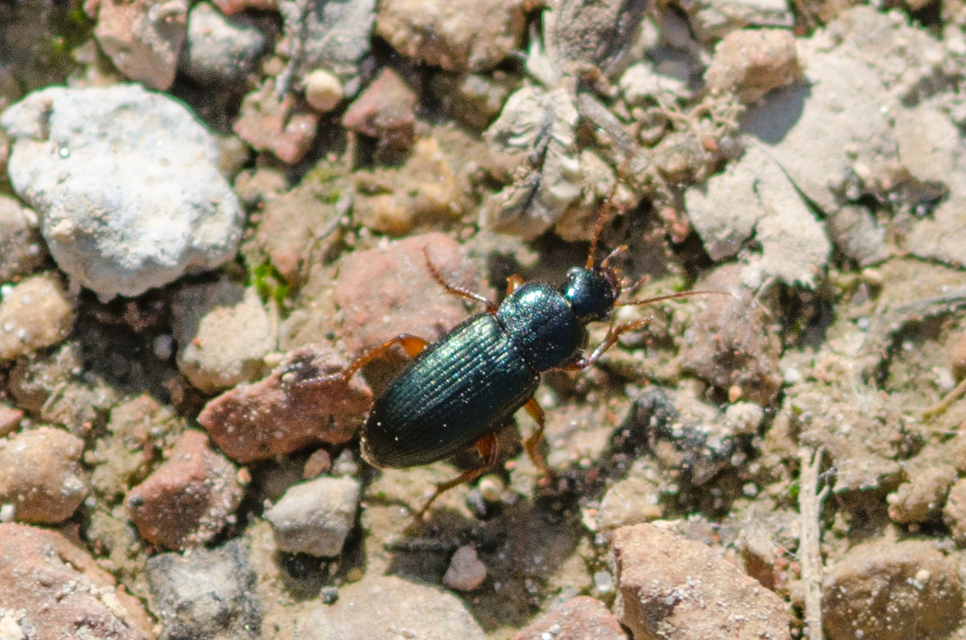Ophonus azureus - azúrkék bársonyfutó