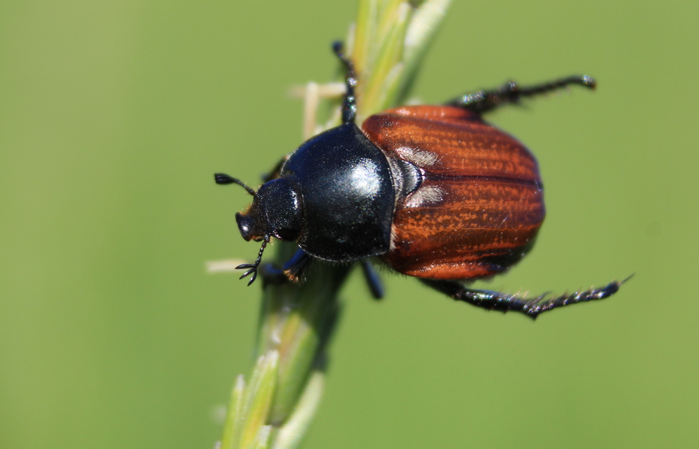Anisoplia lata - széles szipoly Anisoplia lata - széles szipoly