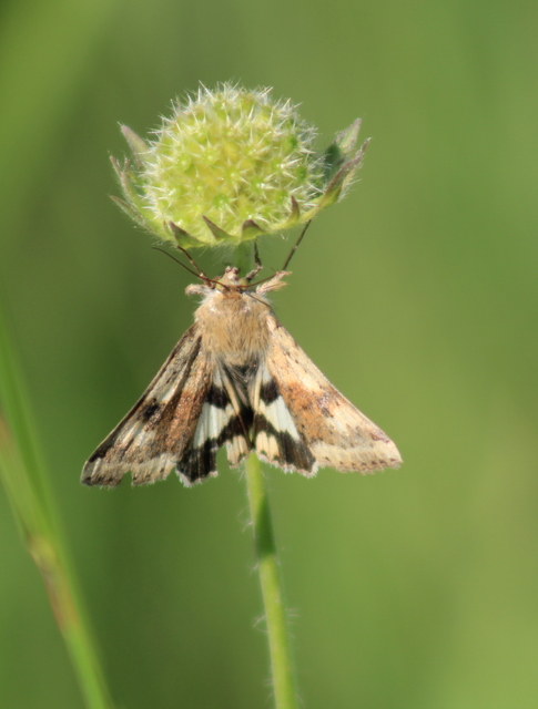 Heliothis adaucta - somkóróbagoly