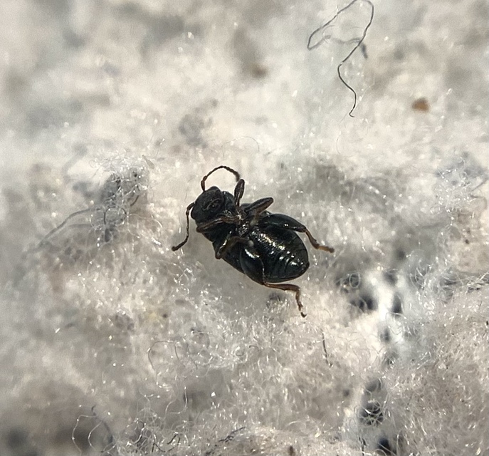 Chaetocnema mannerheimii