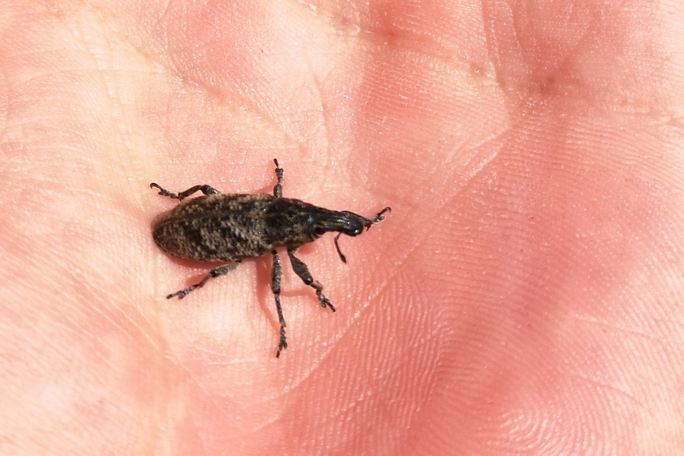 Cleonis pigra - közönséges bogáncsbarkó