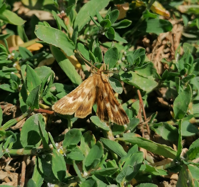 Synaphe moldavica - moldovai fényilonca