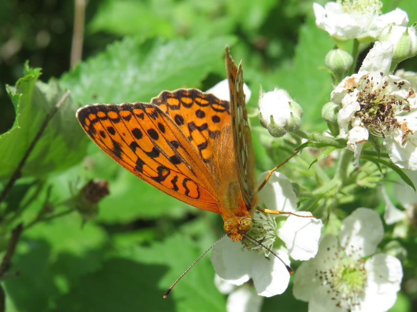 Argynnis adippe - ezüstös gyöngyházlepke