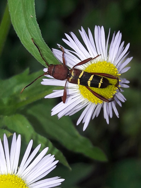 Neoclytus acuminatus - amerikai darázscincér