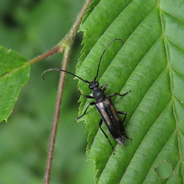 Anoplodera sexguttata - foltos virágcincér