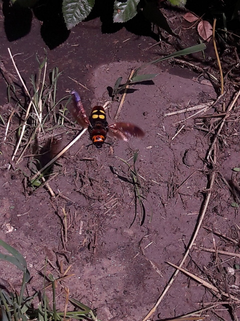 Megascolia maculata - óriás-tőrösdarázs