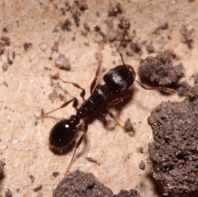Tetramorium