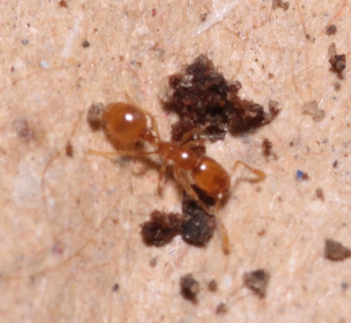 Solenopsis fugax - tolvajhangya