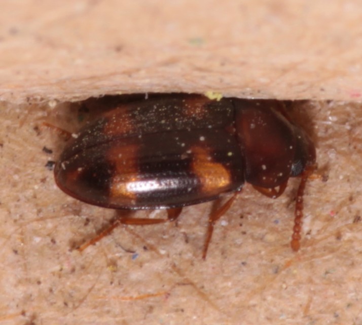 Alphitophagus bifasciatus - alomlakó gyászbogár