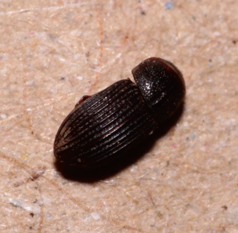 Oxyomus sylvestris - fogasvállú trágyabogár