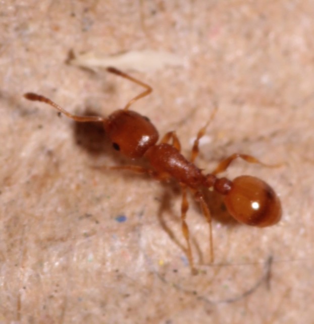 Temnothorax unifasciatus - gyűrűs kéreghangya