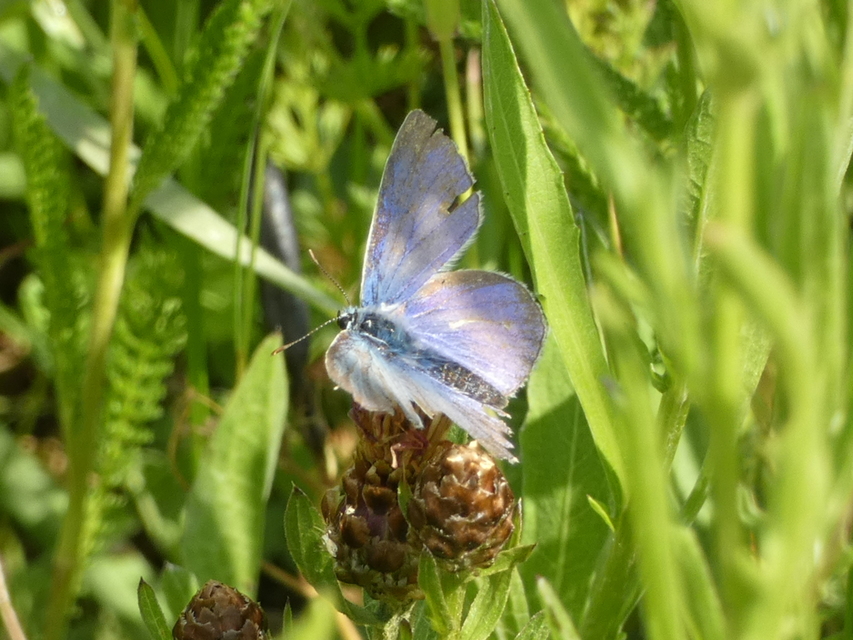 Plebejus argus - ezüstös boglárka