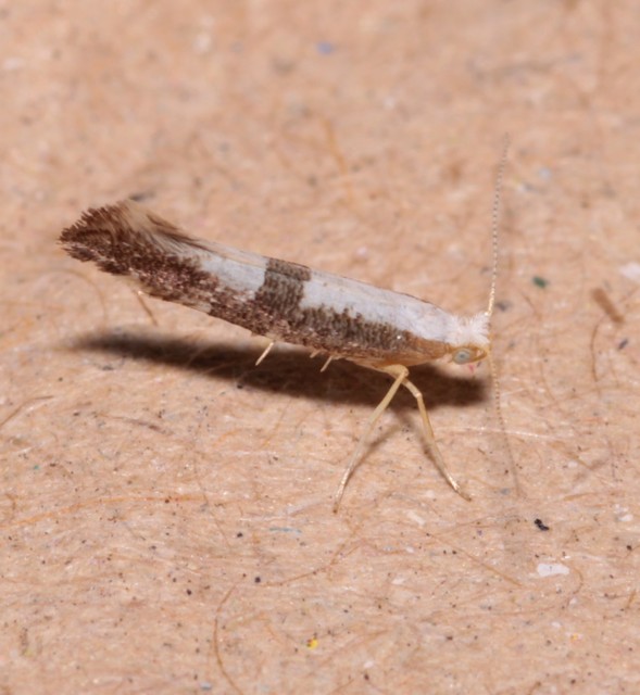 Argyresthia