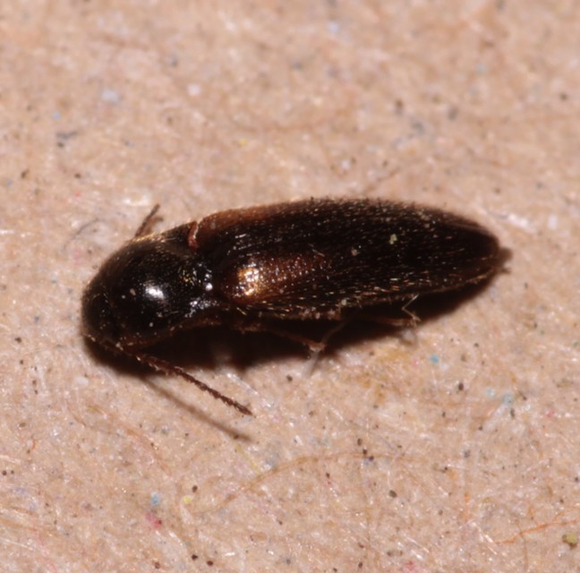 Adrastus rachifer - közönséges cserjepattanó
