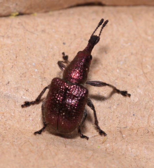 Rhynchites auratus - aranyos eszelény Rhynchites auratus - aranyos eszelény