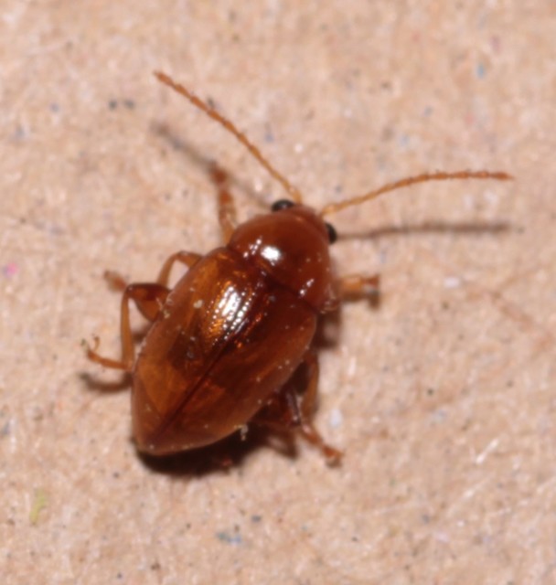 Neocrepidodera