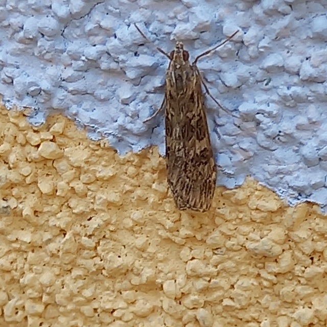 Nomophila noctuella - közönséges vándormoly