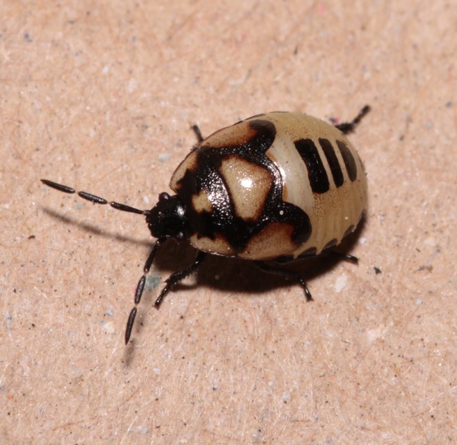 Tritomegas bicolor - foltos földipoloska