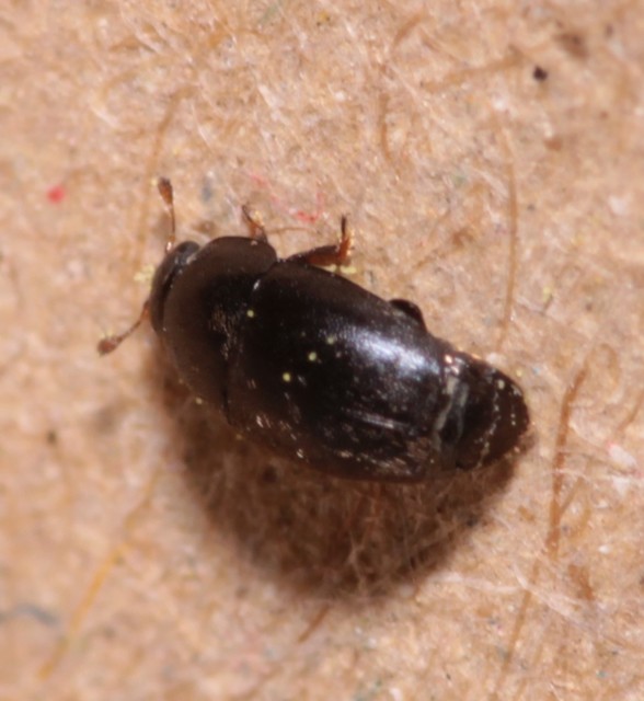 Nitidulidae - fénybogárfélék