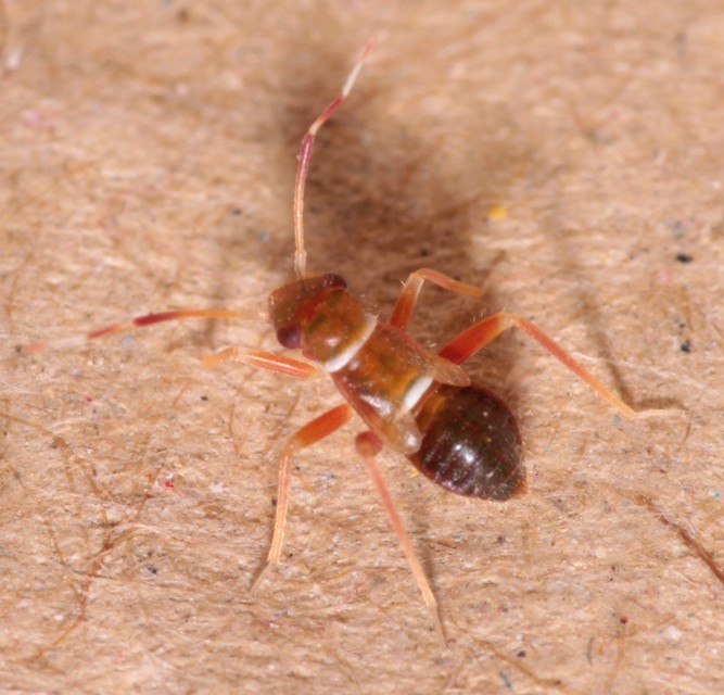 Pilophorus Pilophorus