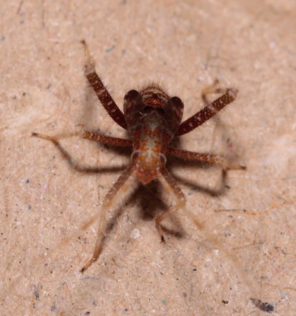 Phytocoris