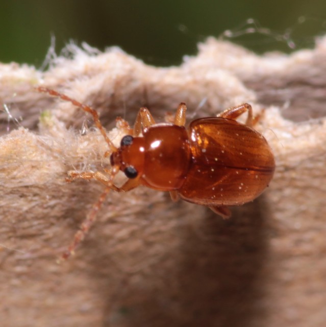 Neocrepidodera