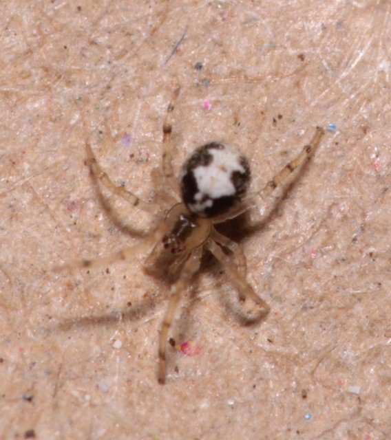 Theridion
