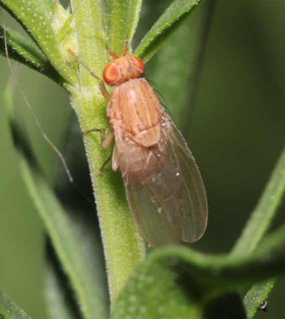 Lauxaniidae - pudvalegyek