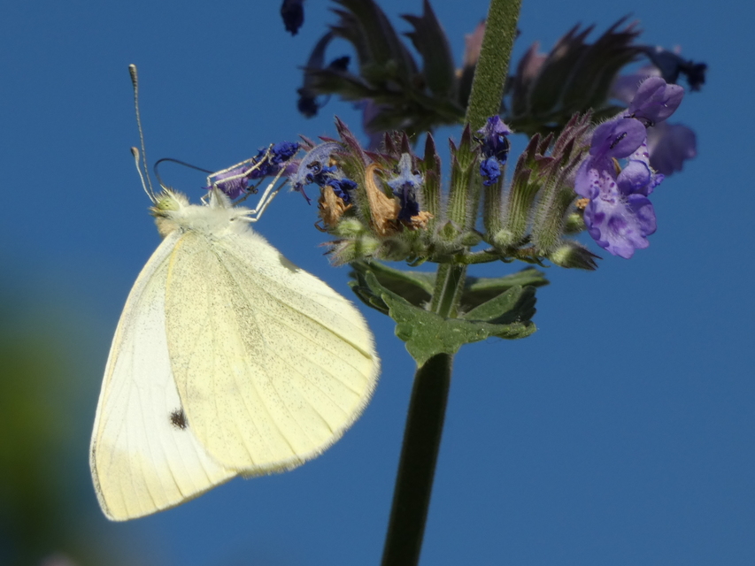 Pieris rapae - répalepke