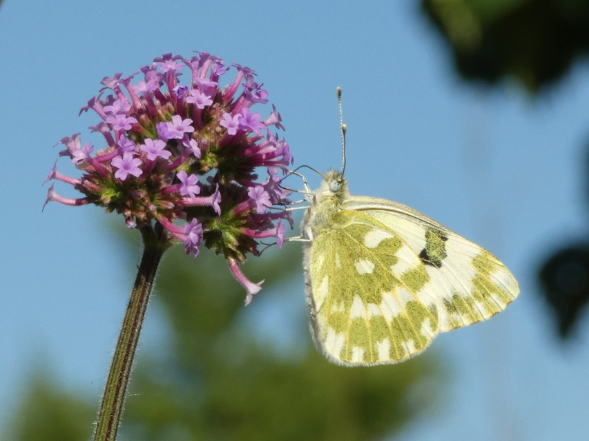 Pontia edusa - rezedalepke