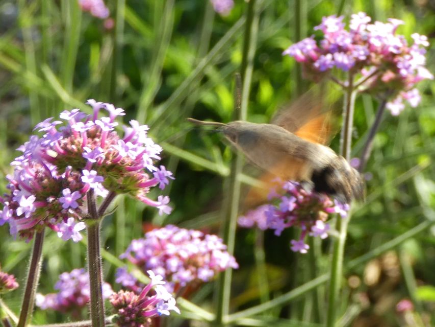 Macroglossum stellatarum - kacsafarkú szender