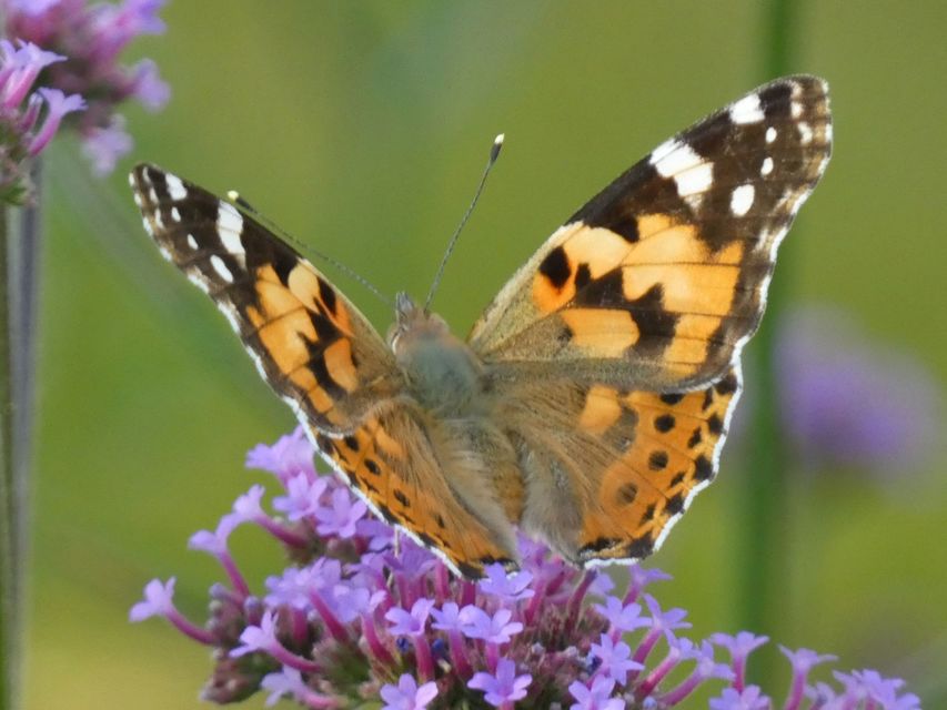 Vanessa cardui - bogáncslepke