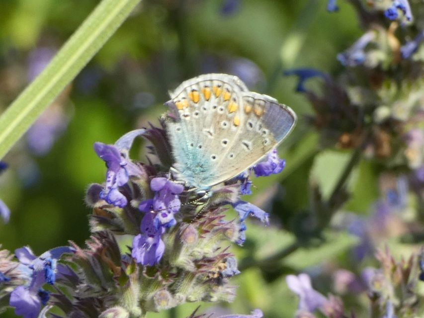 Polyommatus icarus - közönséges boglárka