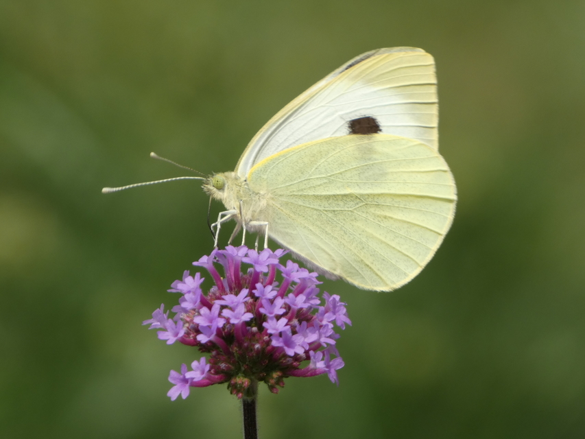 Pieris brassicae - káposztalepke