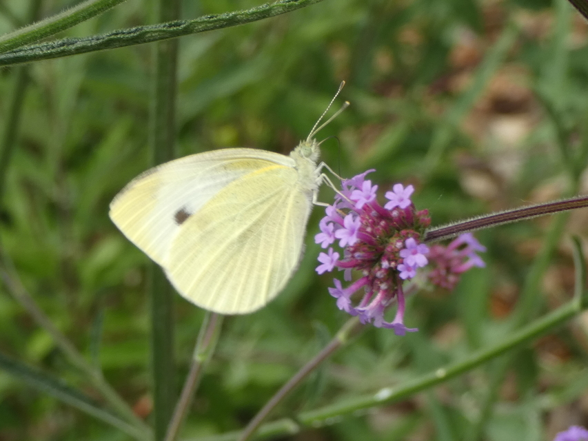 Pieris rapae - répalepke