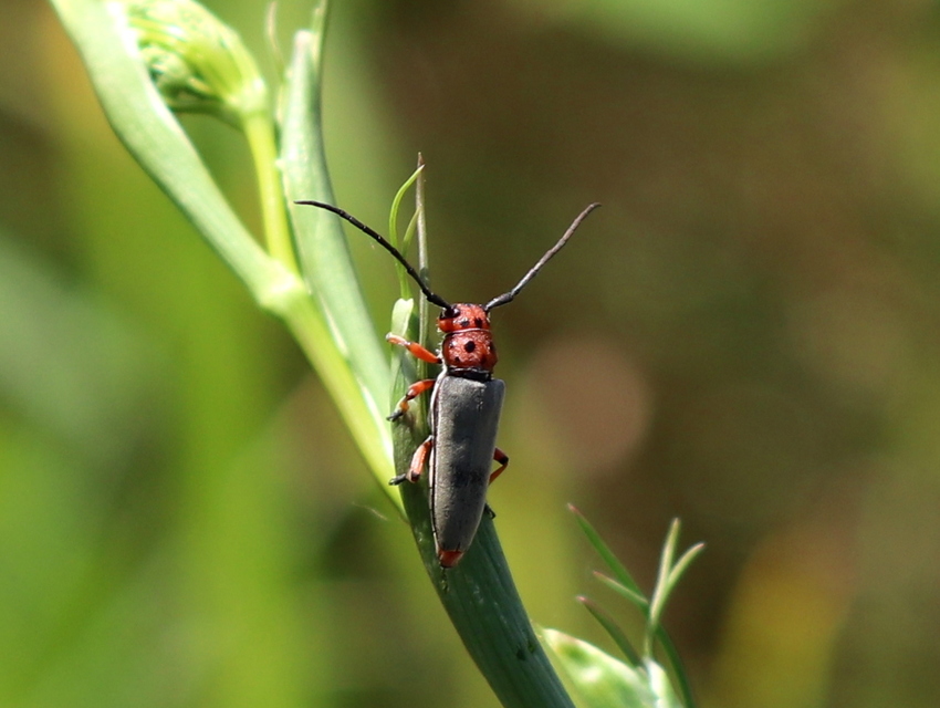 Phytoecia argus - árgusszemű cincér