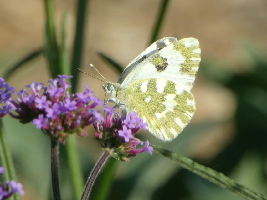 Pontia edusa - rezedalepke