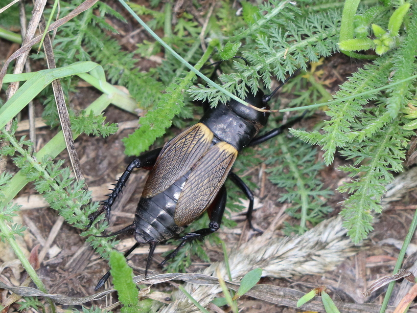 Gryllus campestris - mezei tücsök