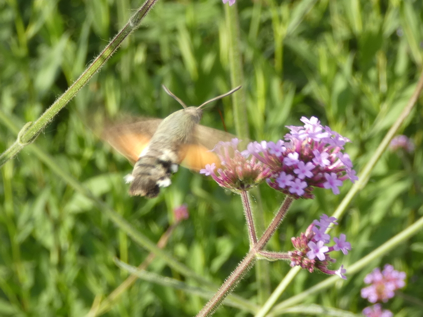 Macroglossum stellatarum - kacsafarkú szender